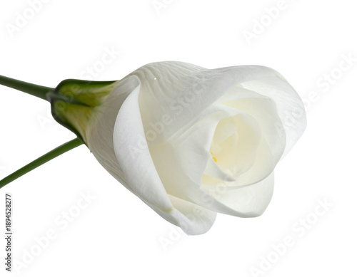 A single, elegant white flower with layered petals and a green stem, isolated on black