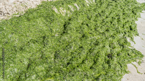 Foto The green algae is thrown out of the ocean by the tide