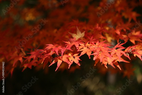 2025紅葉