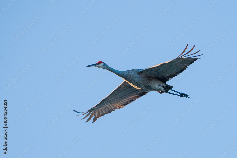 Fototapeta premium Sandhill Crane 4