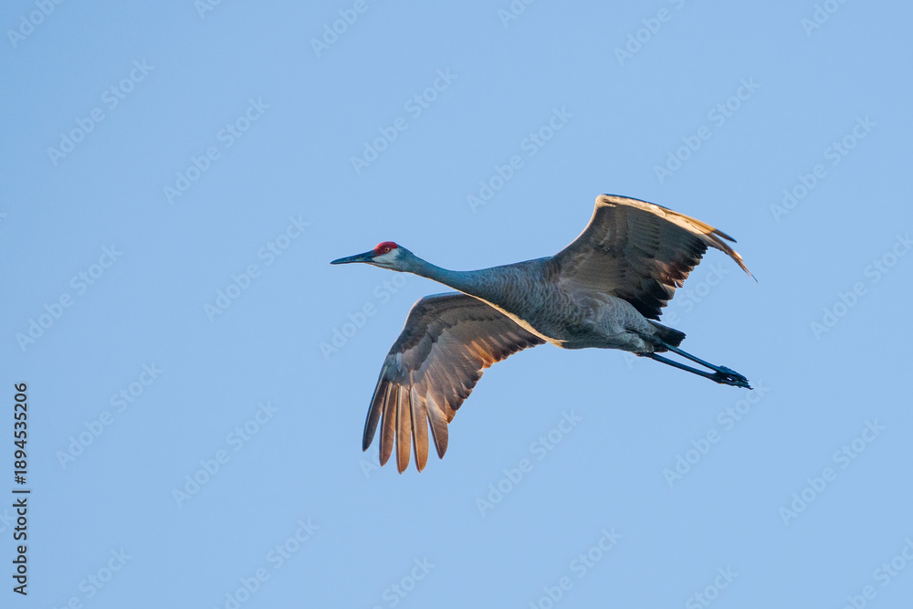 Fototapeta premium Sandhill Crane2