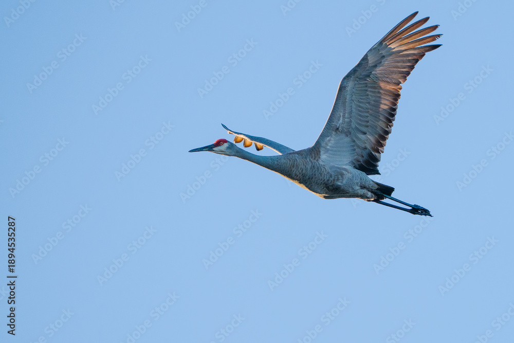 Obraz premium Sandhill Crane 1