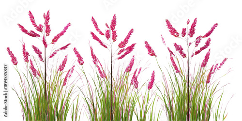 A beautiful cluster of vibrant red ornamental fountain grass isolated on a clean white background for design