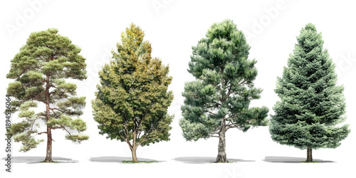 Four different coniferous trees isolated on a white background for architectural and landscape design projects