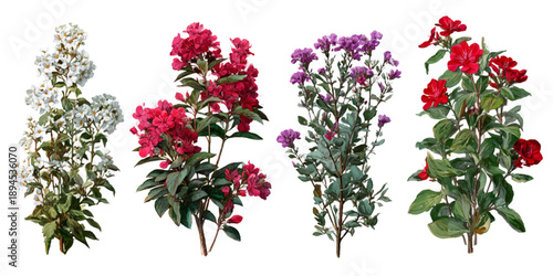 Four tall flowering plants with white red purple and magenta blossoms isolated on a clean white background