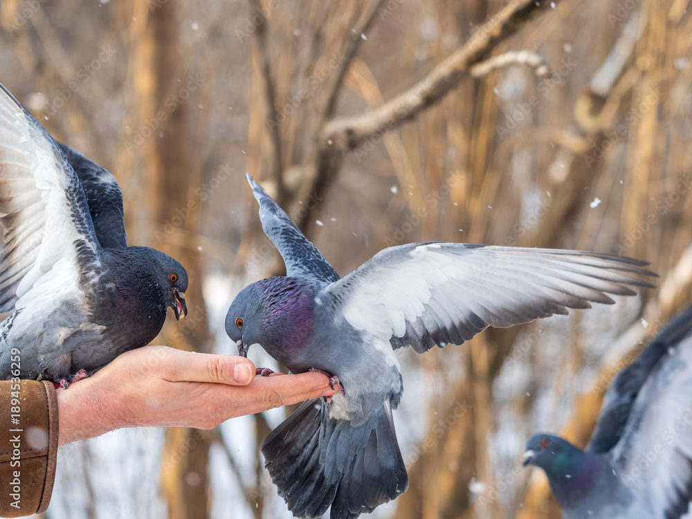 Fototapeta premium A colourful pigeon feeding from a hand of a man.