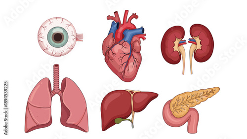 Scientific diagrams of human internal organs including the heart, lungs, kidneys, liver, pancreas, and a detailed eyeball cross section.