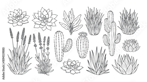 Hand drawn outline botanicals featuring various succulent, cactus, and lavender plants perfect for home decor, garden designs, or natural themed projects