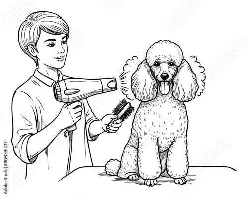 An Asian pet groomer expertly blowdrying and brushing a happy poodle dog during a professional grooming session, perfect for pet care service advertisements or educational materials.