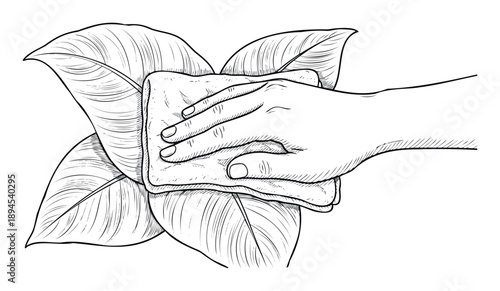 Hand wiping a large plant leaf with a soft cloth to remove dust and keep it healthy, perfect for home gardening guides or plant care instructions.