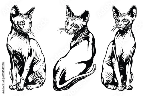 Sphynx cat illustration, black and white cat line art