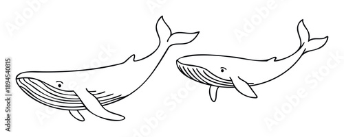 Charming black and white line drawing of two majestic whales swimming freely, perfect for childrens books, educational materials, or marine life conservation campaigns