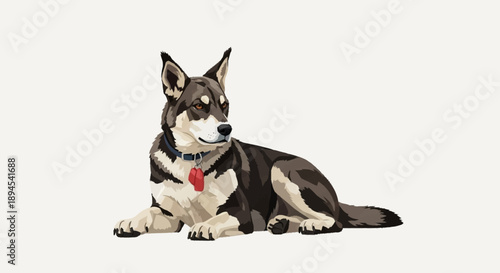 A cute husky dog lying down on a white background.