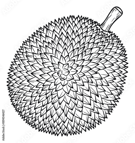Durian fruit outline drawing showcasing its distinct spiky texture perfect for Asian cuisine blogs, tropical food markets, or educational materials about exotic produce