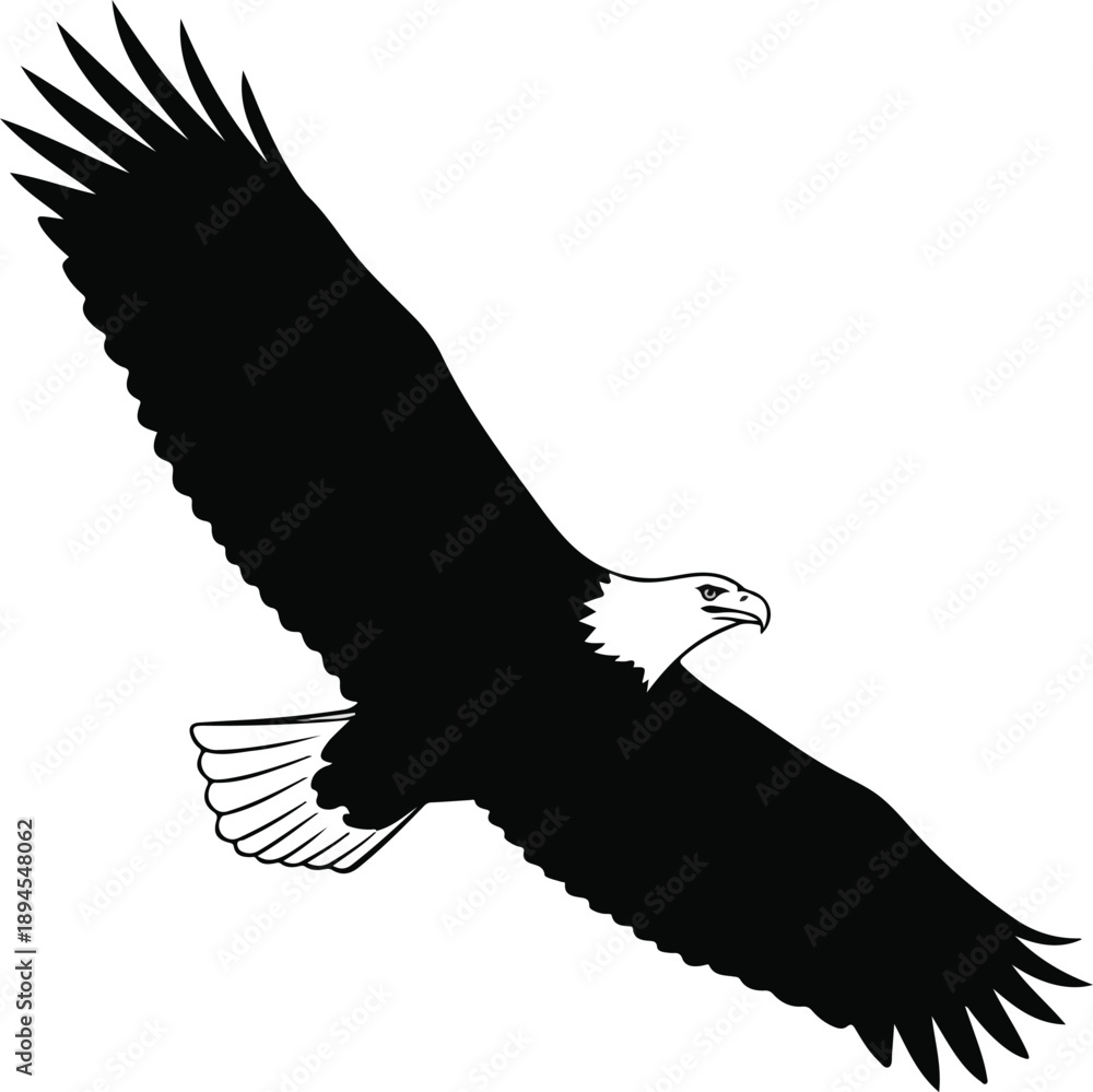 Fototapeta premium Eagle Long Glide Silhouette