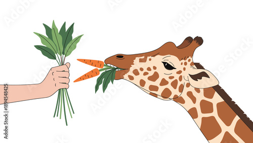 Detailed profile view of a giraffe head extending its neck to eat fresh carrots and green leaves offered by a person hand on white.