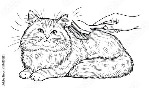Hand gently brushing a fluffy domestic cat, depicting essential pet care, comfortable grooming, and feline wellbeing, suitable for veterinary clinics and pet product advertisements.