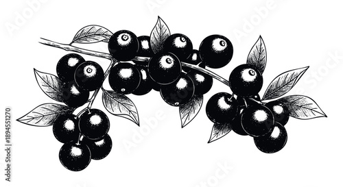 Black and white botanical sketch featuring a cluster of fresh berries and green leaves on a branch, ideal for organic product labels, food packaging, or rustic branding materials.