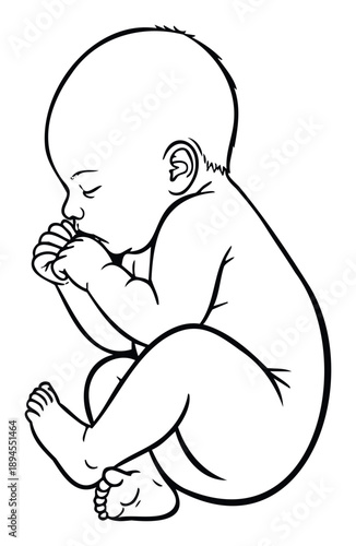 Outline drawing of a newborn infant sleeping peacefully in a fetal position with fingers in mouth, perfect for health, pregnancy, and maternity related educational materials or product