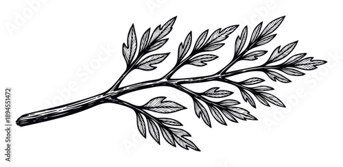 Monochrome detailed botanical branch featuring textured leaves captured in a hand drawn style perfect for organic product branding logo applications and natural themed prints.