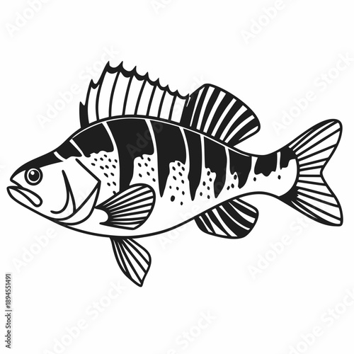 Illustrated perch fish
