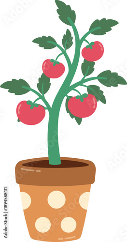 Colorful Tomato Plant in Decorative Pot