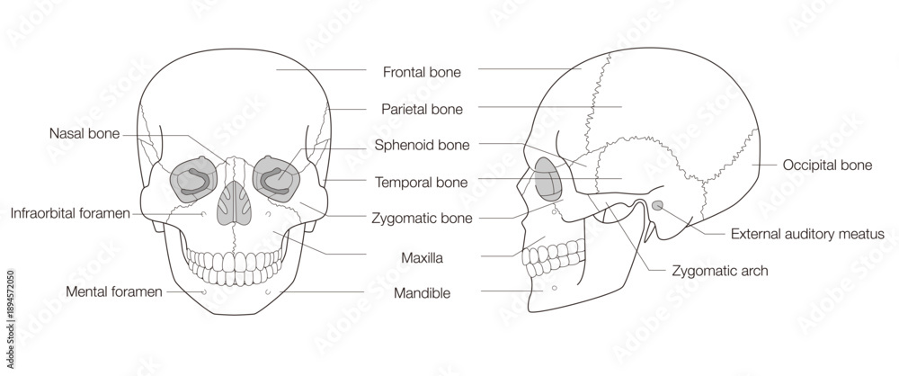 Fototapeta premium Black & White Medical Skull Illustration, Frontal and Side Perspectives, English-Labeled