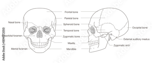 Black & White Medical Skull Illustration, Frontal and Side Perspectives, English-Labeled