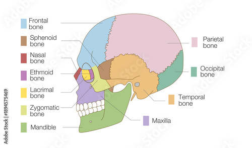 Color-Marked Anatomical Skull Illustration, Side View (Educational Use)