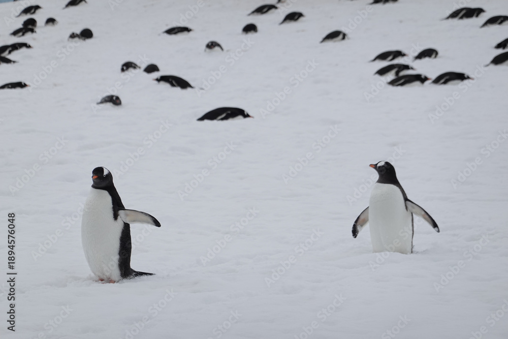 Obraz premium penguins in antarctica stretching wings 