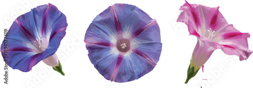 Morning glory flower illustration set, blue and pink blooming petals, botanical floral artwork isolated on white background