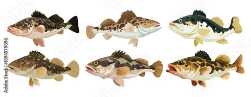 Cod Fish Flat Vector Illustration on Transparent Background