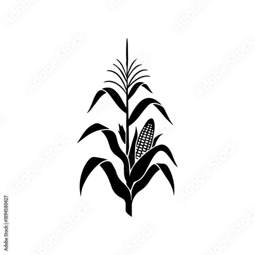 A close-up of a corn plant with leaves and an ear of corn in a field from a front viewpoint