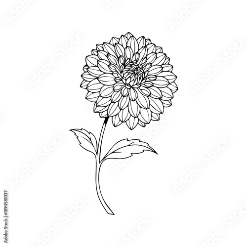A single dahlia flower illustration with stem and leaves in a simple line art style from a front viewpoint