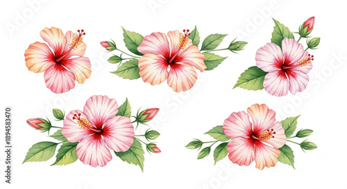 Vibrant pink and orange hibiscus flowers with green leaves on white background floral arrangement tropical blooms