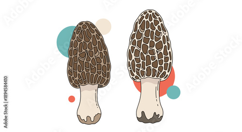 Two detailed illustrations of morel mushrooms with brown pitted caps and white stems against a background of colored abstract circles.