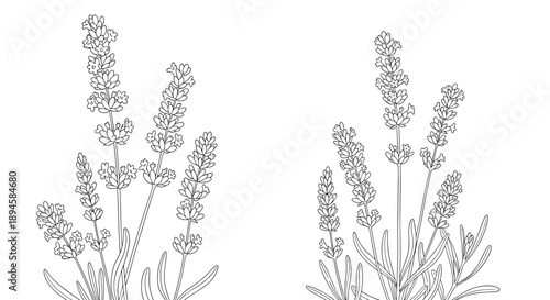 Delicate black and white line art drawing of two clusters of blooming lavender sprigs with leaves on a plain white background.