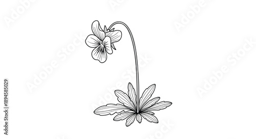 Detailed hand-drawn sketch of a pansy flower with its foliage isolated on a white background for botanical design projects.