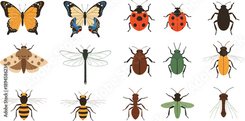 Set of colorful insect illustrations including butterflies, beetles, bees, dragonflies, and ants in flat vector style