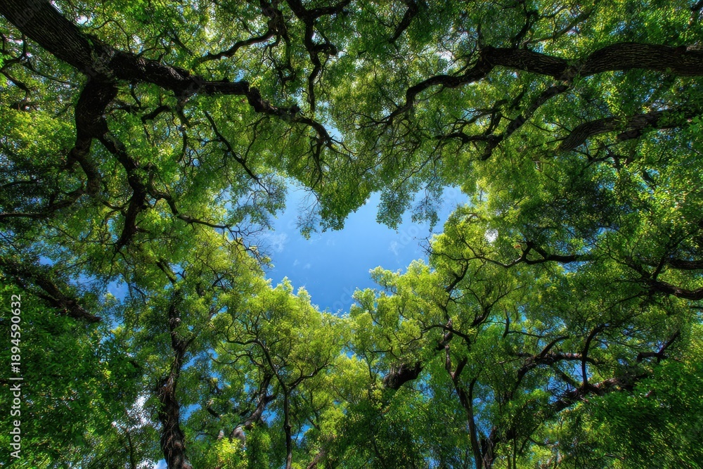 Obraz premium A vibrant canopy of green leaves frames a clear blue sky, showcasing the beauty and serenity of nature from a ground-level perspective.
