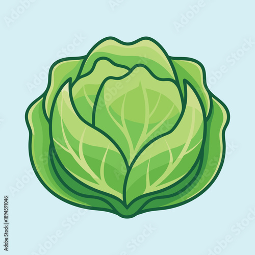 Stylized vector image of a fresh green cabbage head on light blue