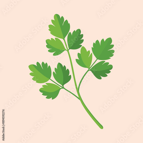 Stylized flat vector illustration of a sprig of fresh green parsley