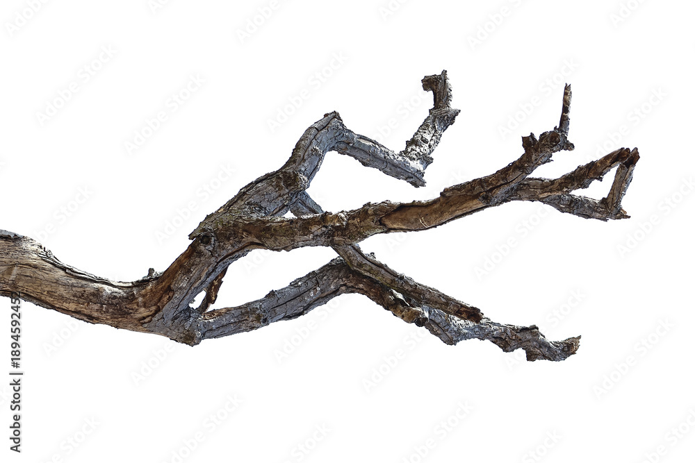 Obraz premium Natural branch, single branch, tree branch