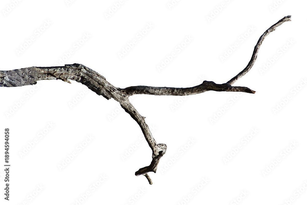 Obraz premium Natural branch, single branch, tree branch