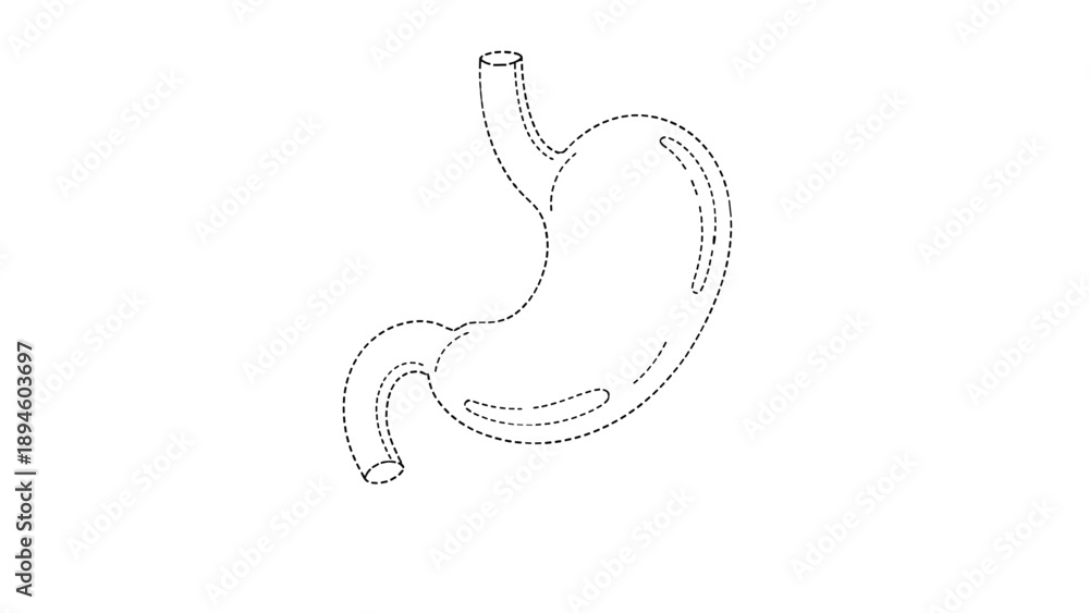 Obraz premium Human internal organ stomach anatomy outline drawing in simple black and white line art style for medical education.