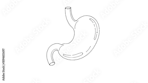 Human internal organ stomach anatomy outline drawing in simple black and white line art style for medical education.