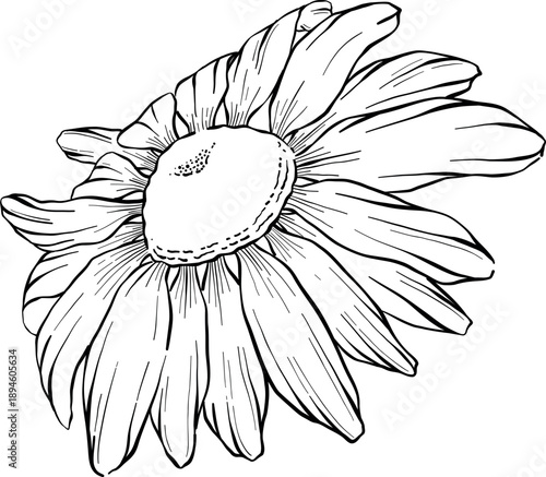 Medicinal plants for Herbal homemade organic tincture. Alternative medicine, herbal collection. Hand drawn ink style vector illustration