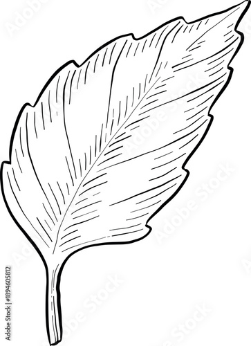 Medicinal plants for Herbal homemade organic tincture. Alternative medicine, herbal collection. Hand drawn ink style vector illustration