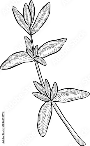 Medicinal plants for Herbal homemade organic tincture. Alternative medicine, herbal collection. Hand drawn ink style vector illustration