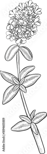 Medicinal plants for Herbal homemade organic tincture. Alternative medicine, herbal collection. Hand drawn ink style vector illustration